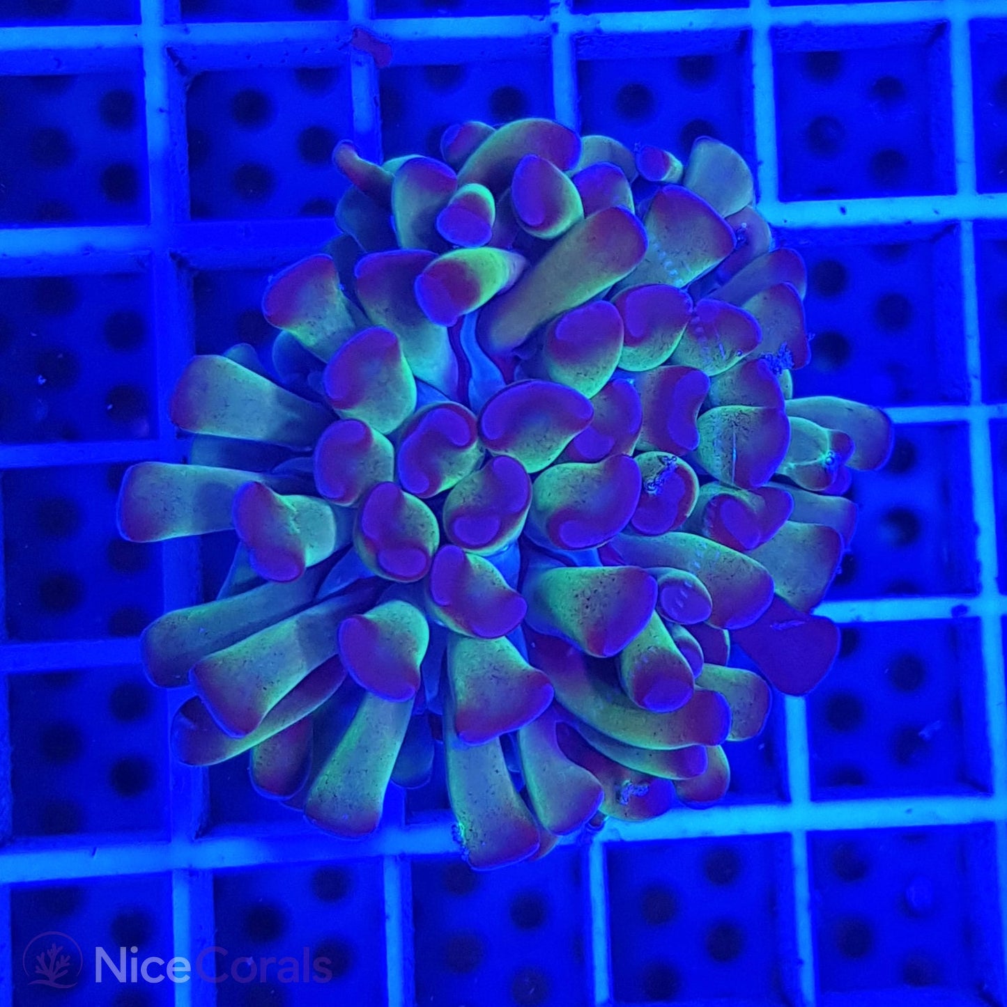 Euphyllia paraancora