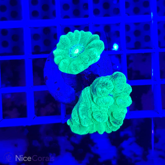Caulastrea