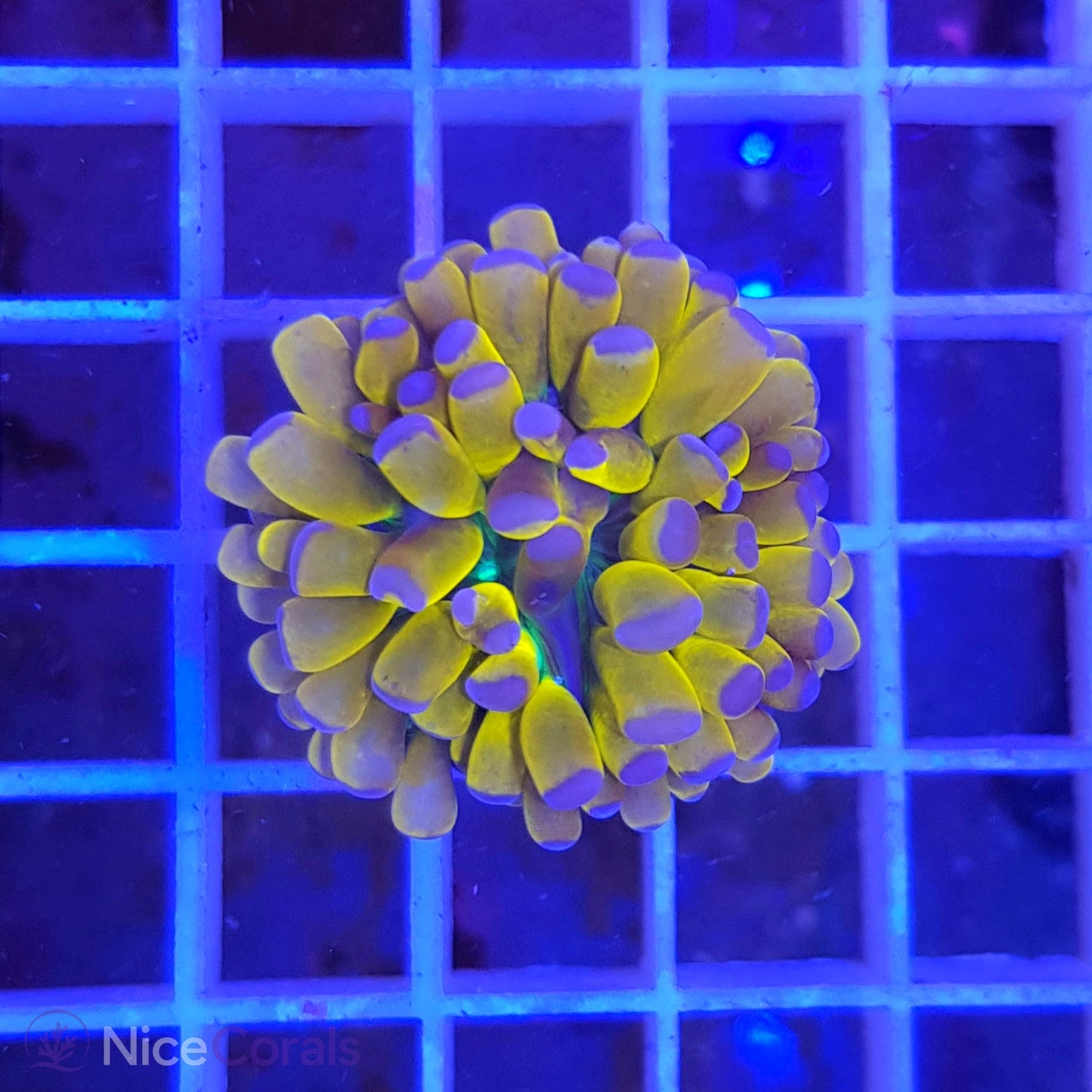 Euphyllia Tiger Torch