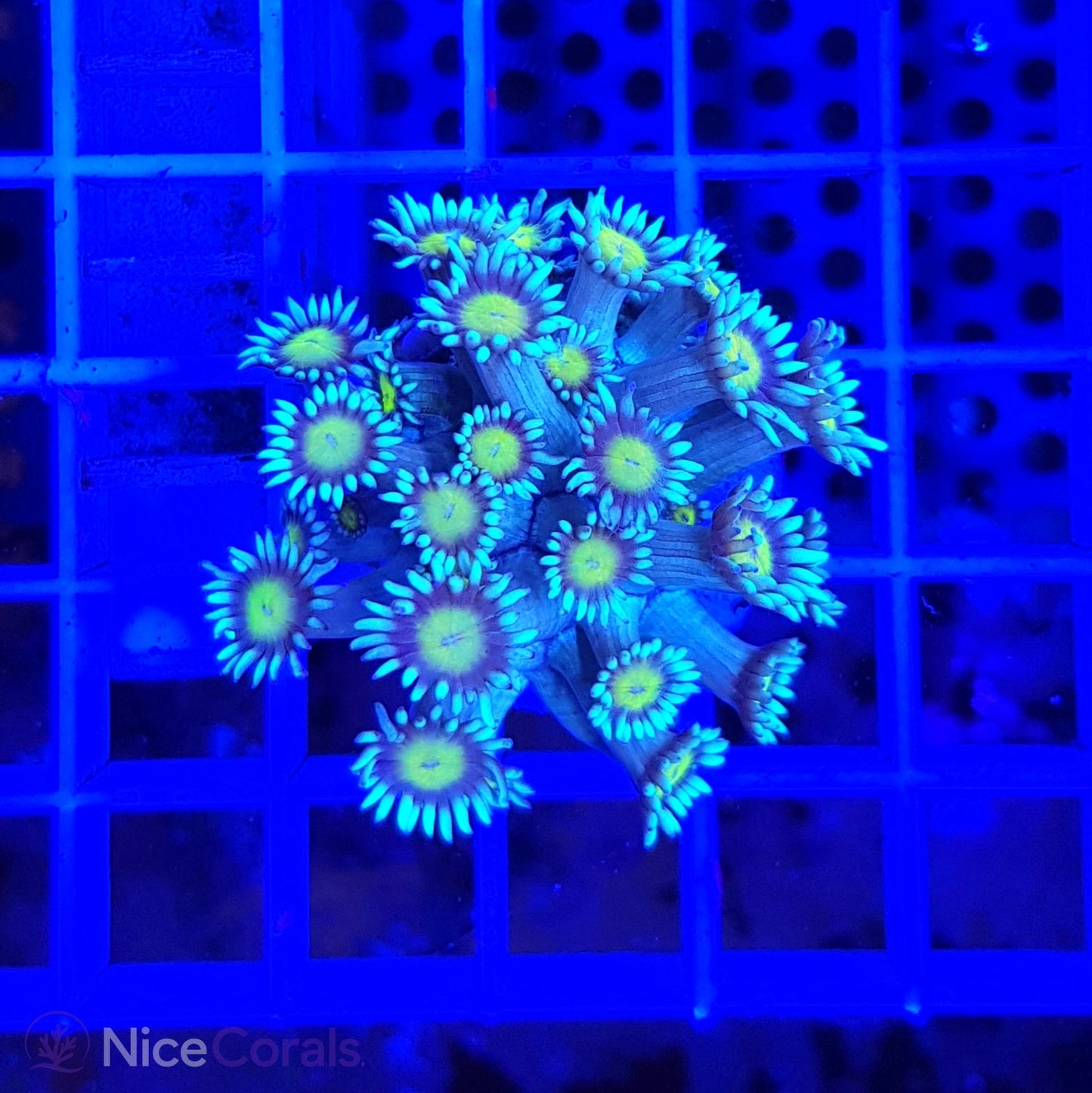 Goniopora