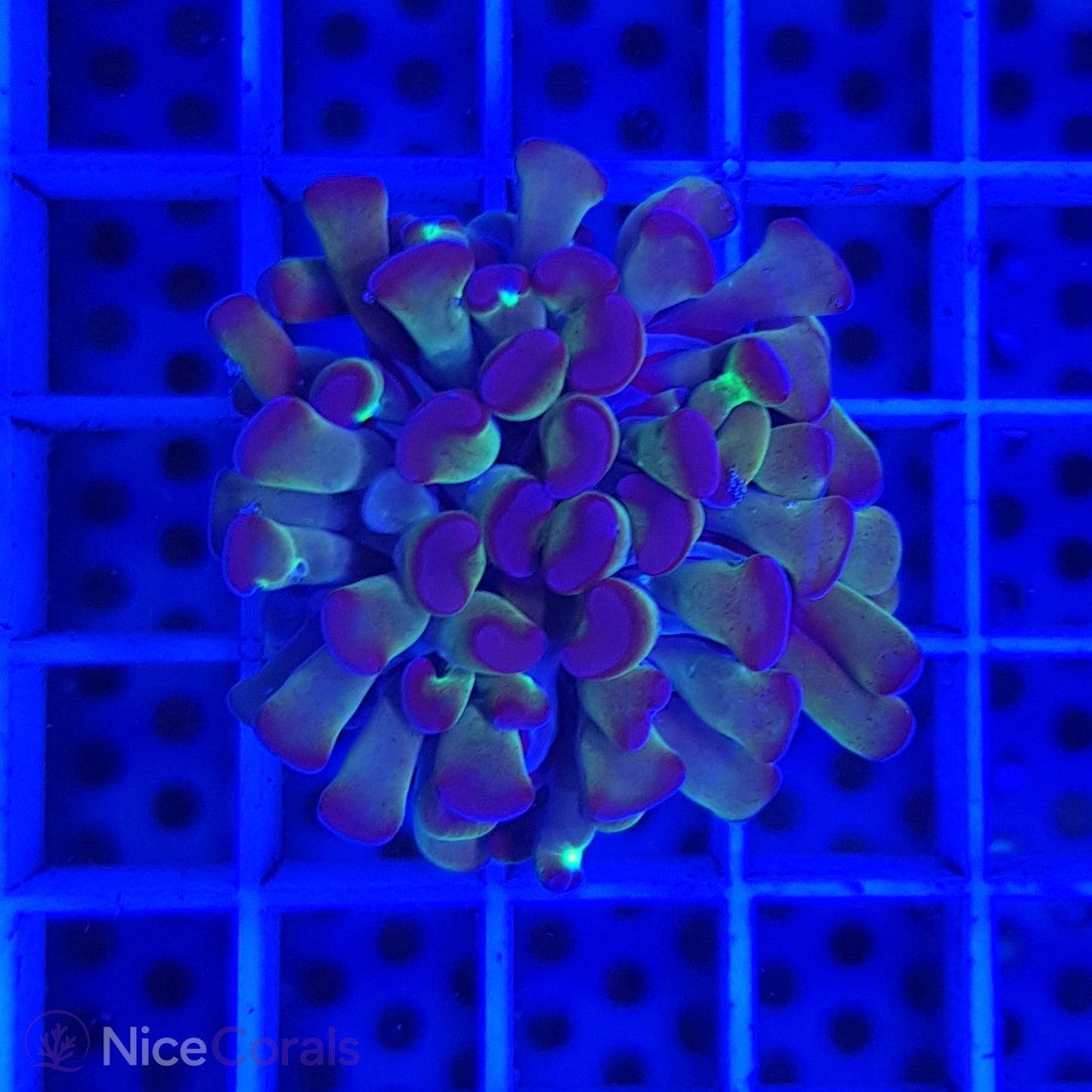Euphyllia paraancora
