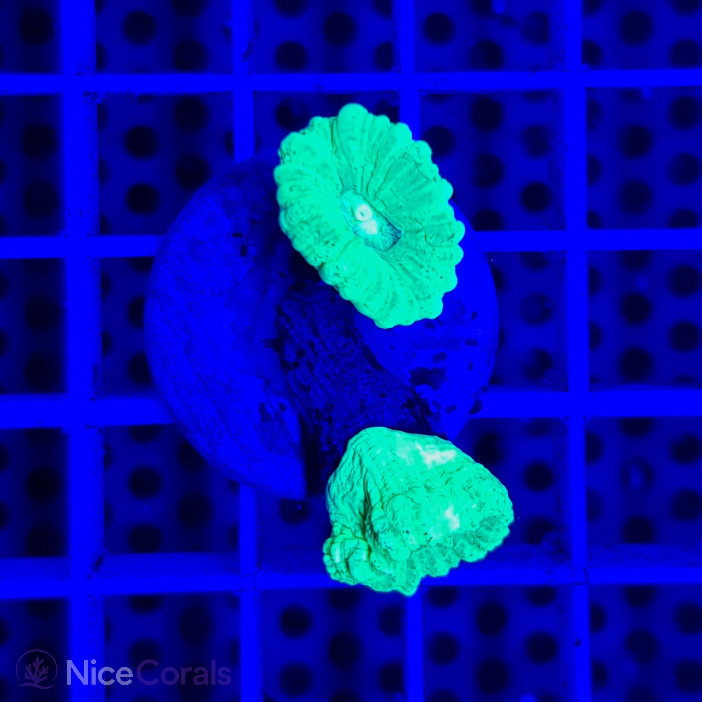 Caulastrea