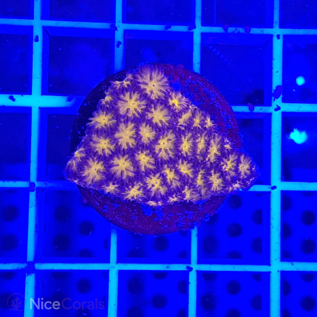 Leptastrea