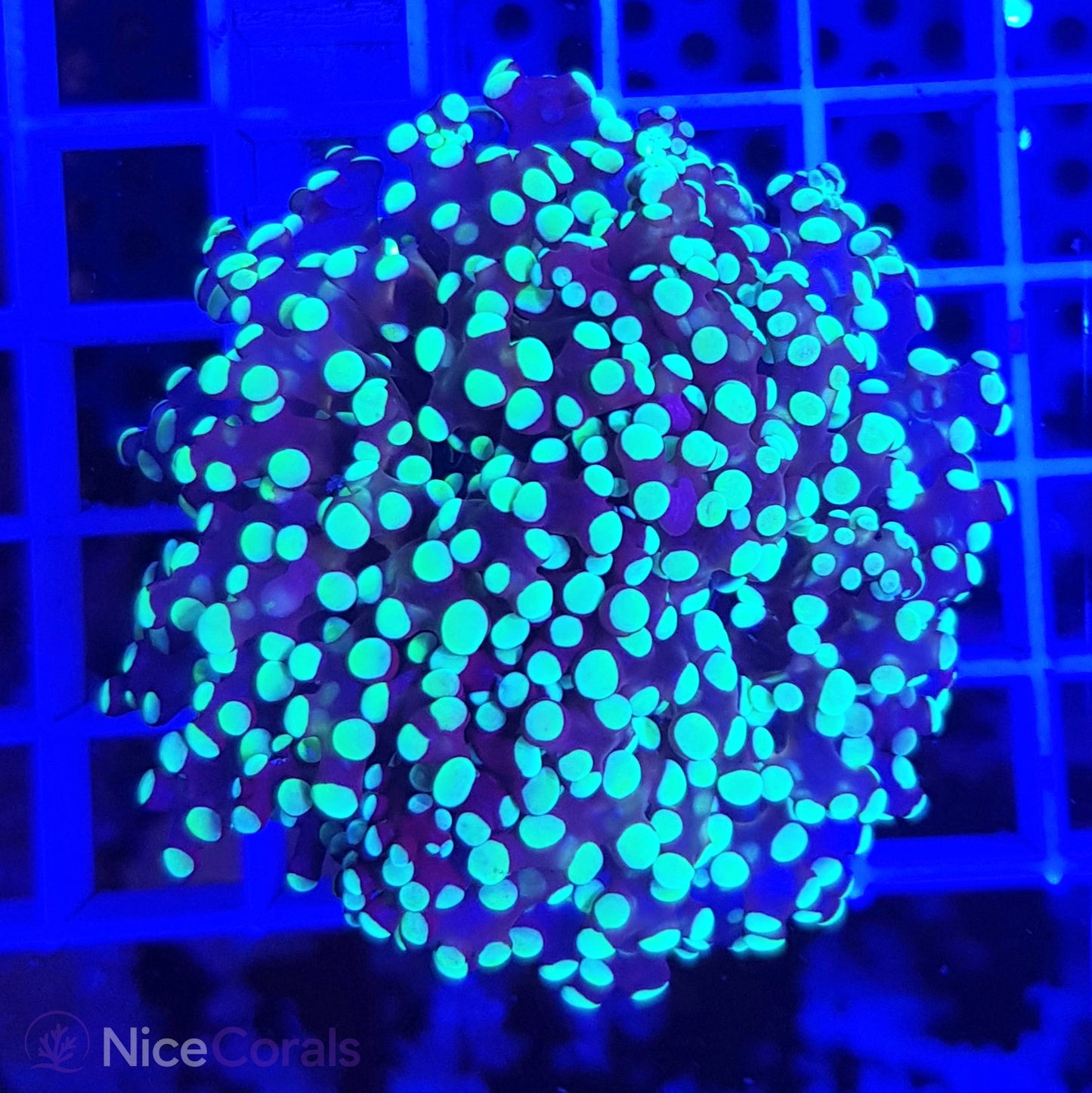 Euphyllia paradivisa