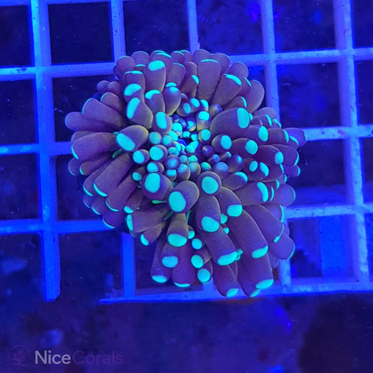Euphyllia Tiger Torch