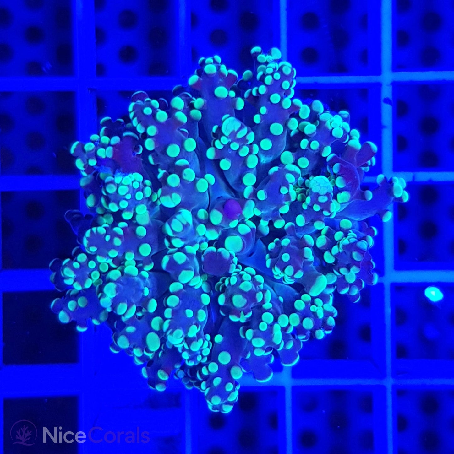 Euphyllia paradivisa