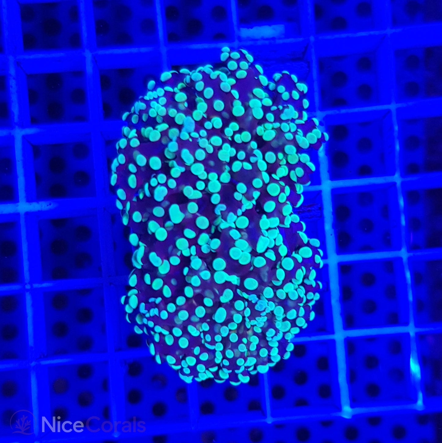 Euphyllia paradivisa