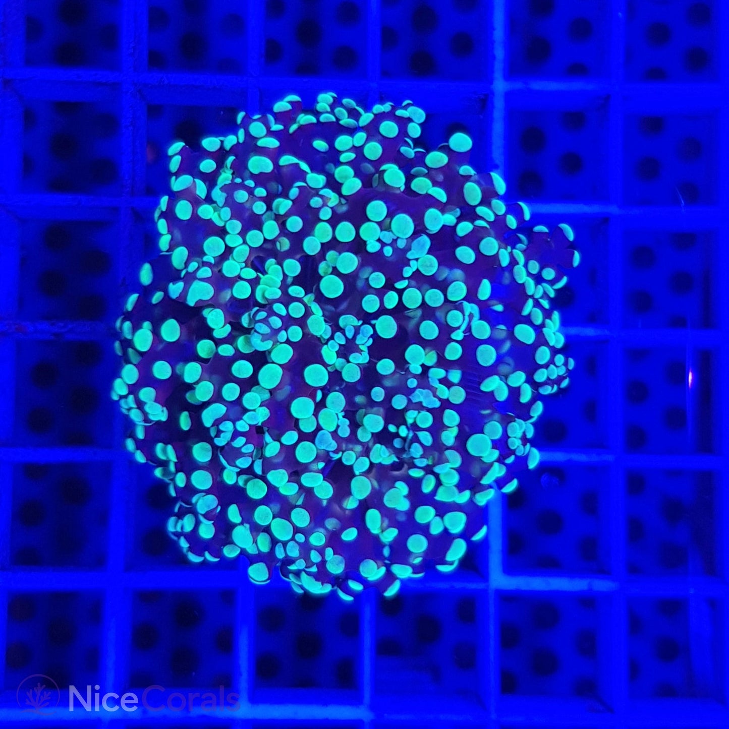 Euphyllia paradivisa