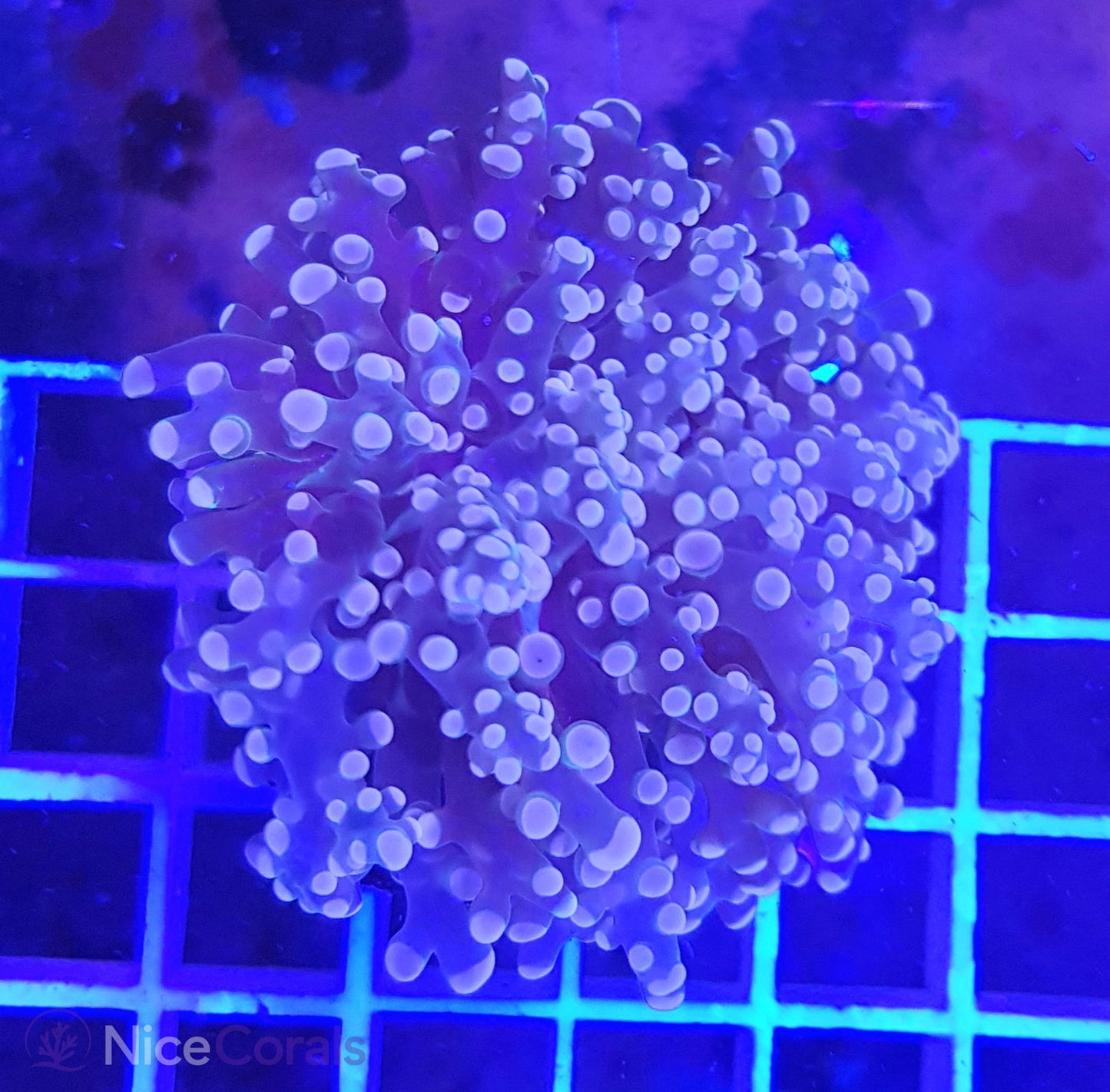 Euphyllia Paradivisa