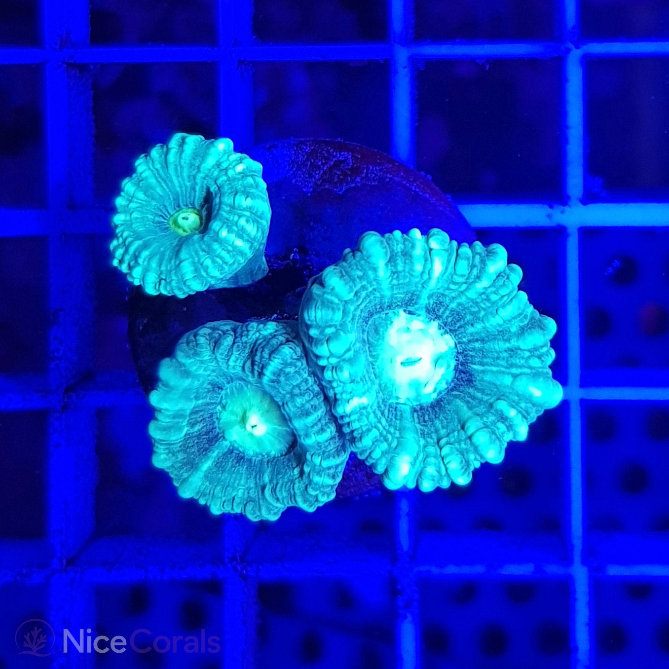 Caulastrea