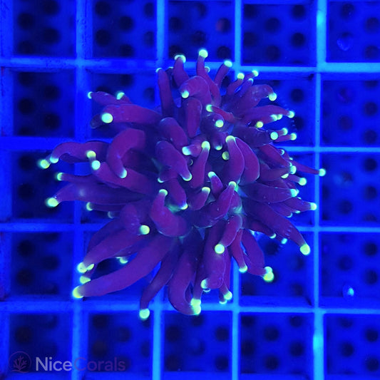 Euphyllia Black Torch