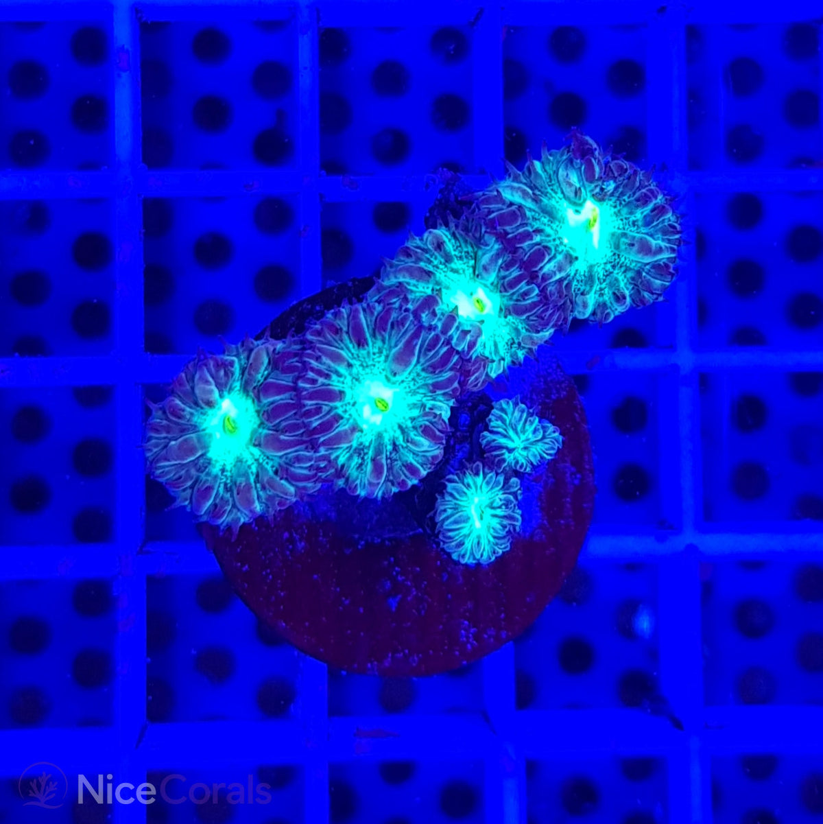 Blastomussa