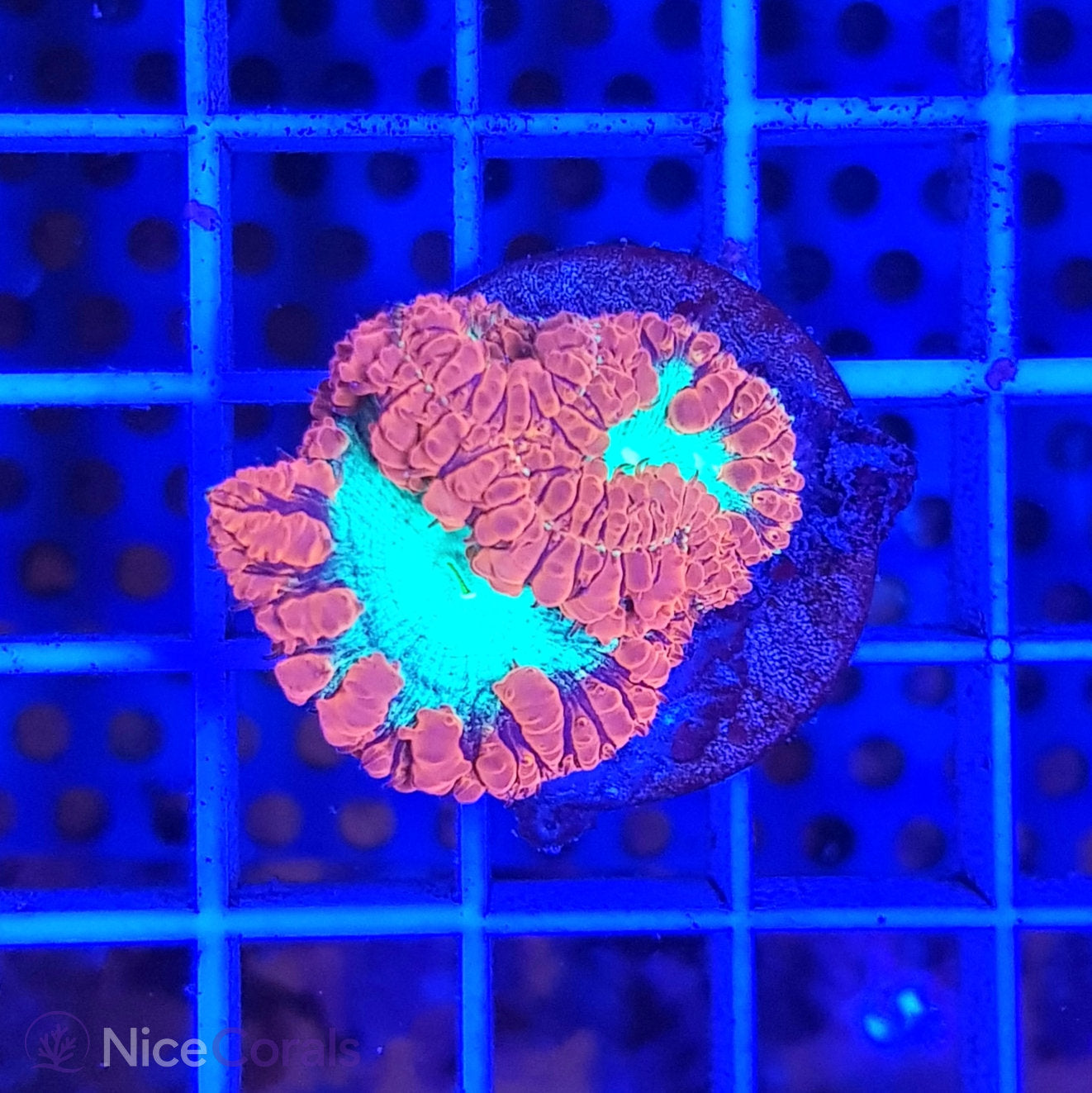 Blastomussa