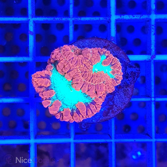 Blastomussa