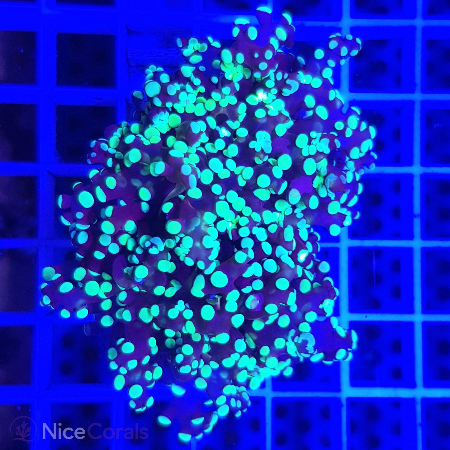 Euphyllia paradivisa