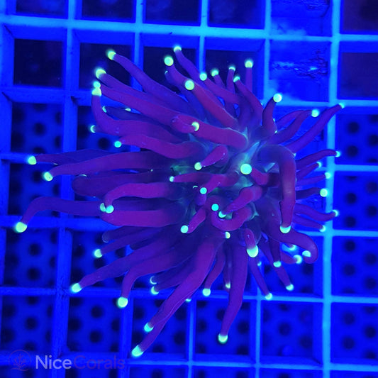 Euphyllia Black Torch