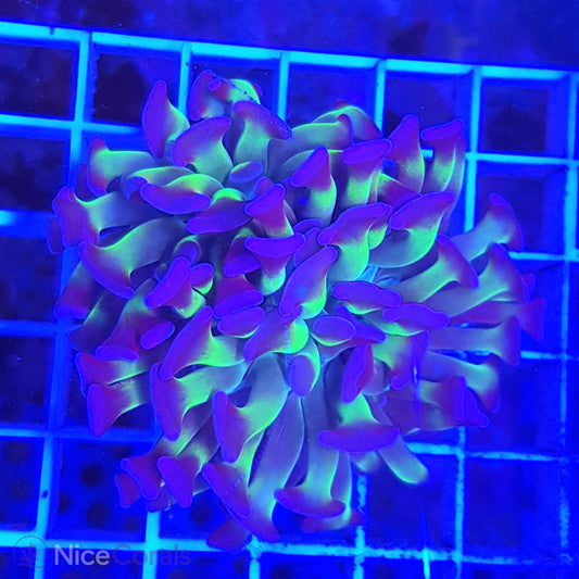 Euphyllia paraancora
