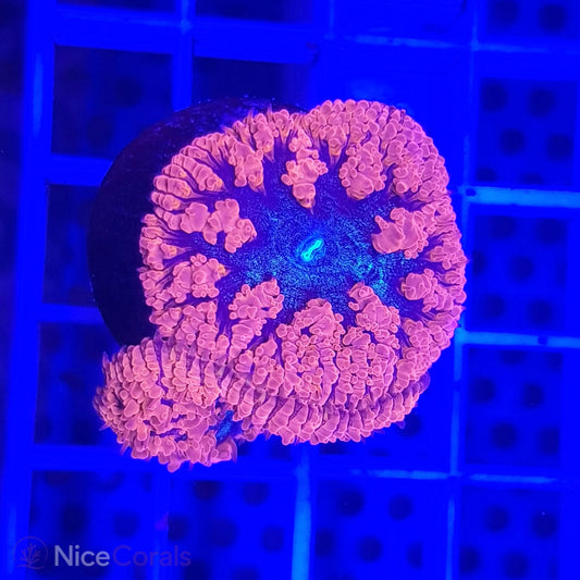 Blastomussa