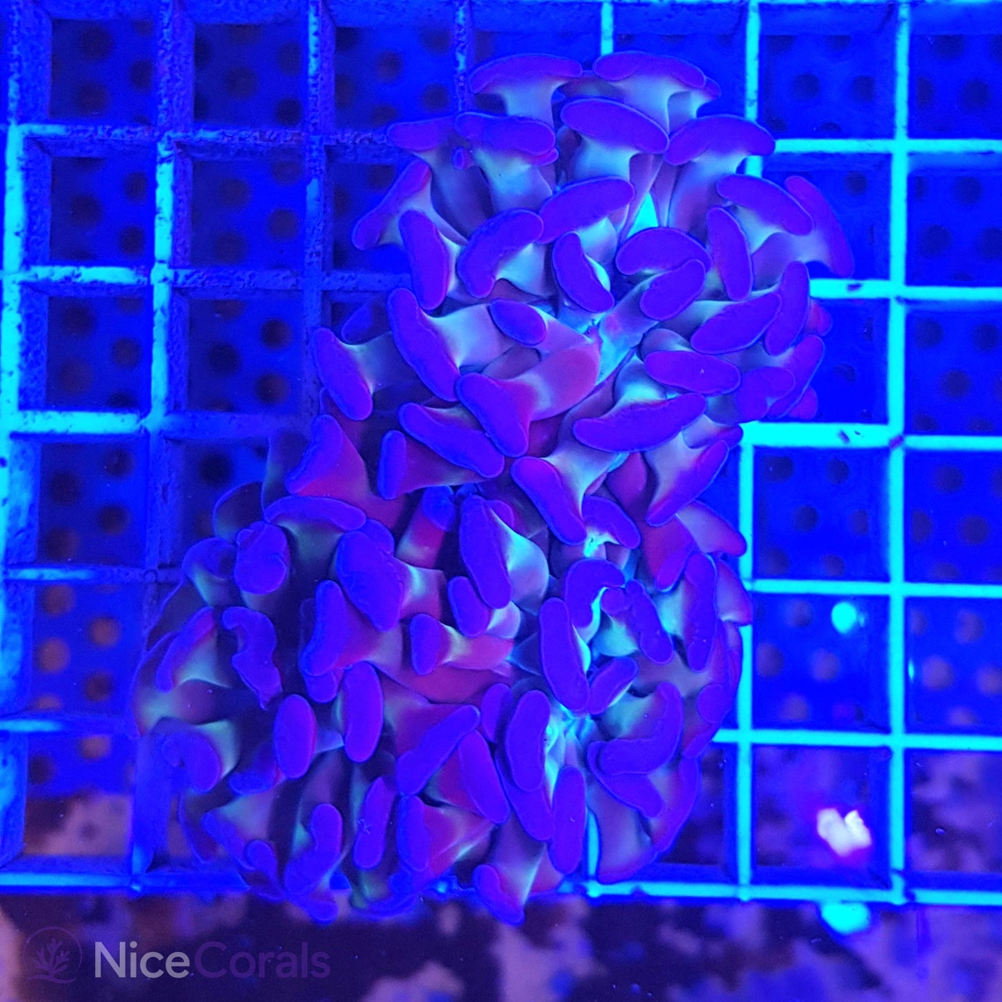 Euphyllia paraancora