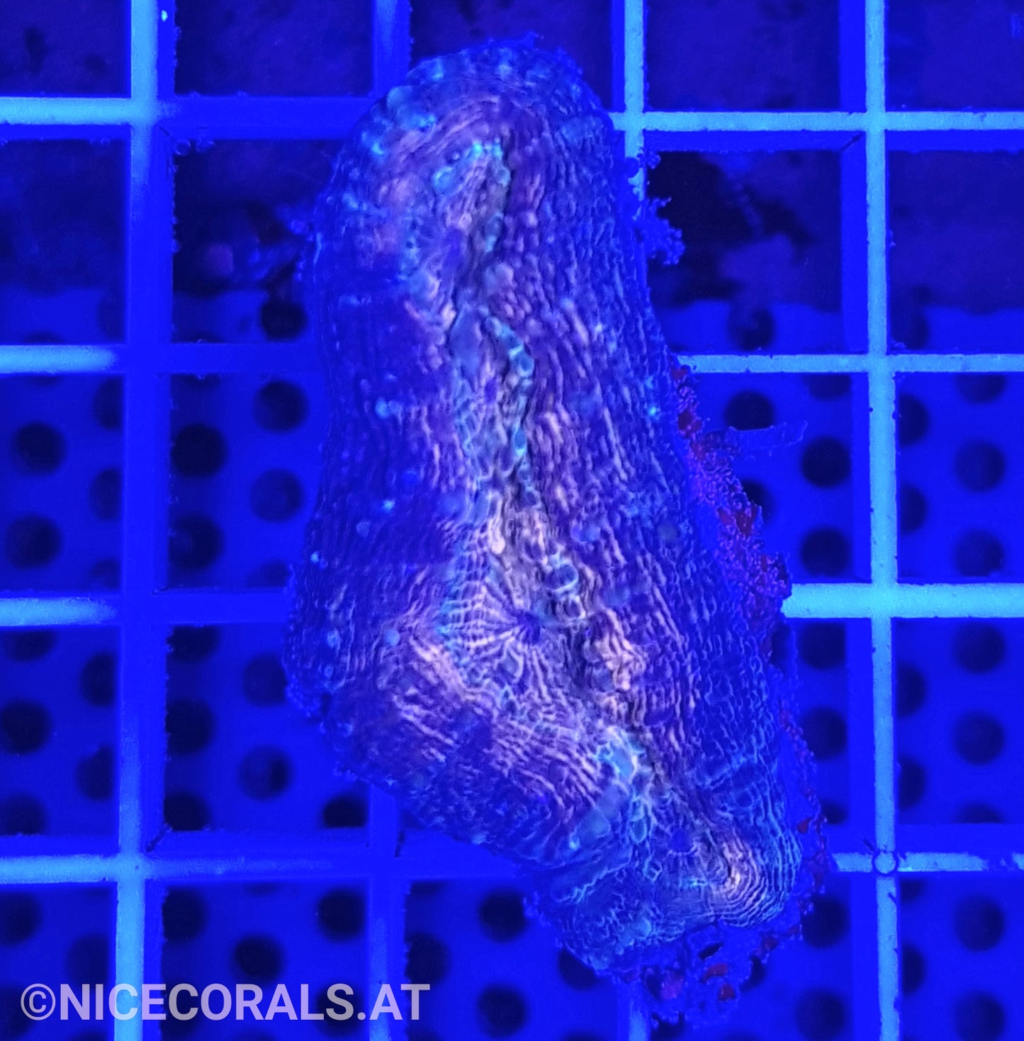 Lobophyllia