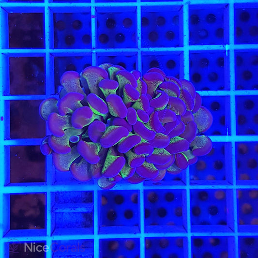 Euphyllia paraancora