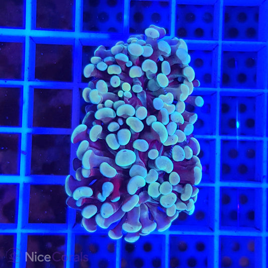 Euphyllia paraancora
