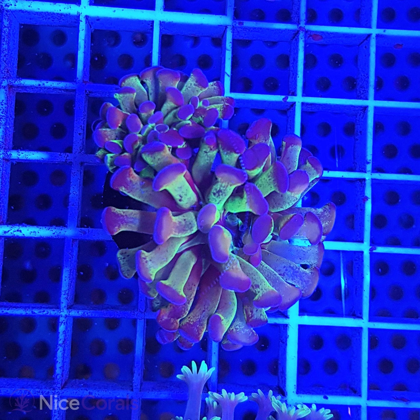 Euphyllia paraancora
