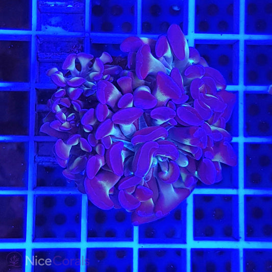 Euphyllia paraancora
