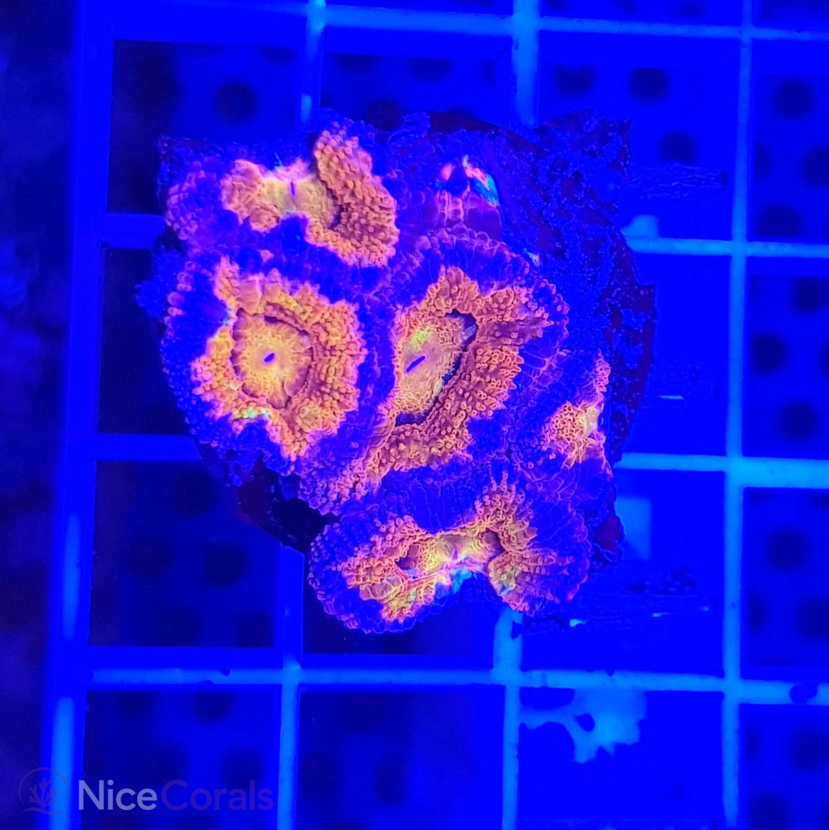 Acanthastrea