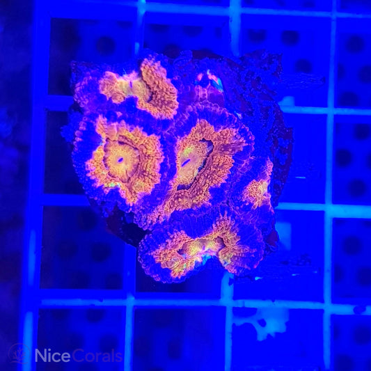 Acanthastrea