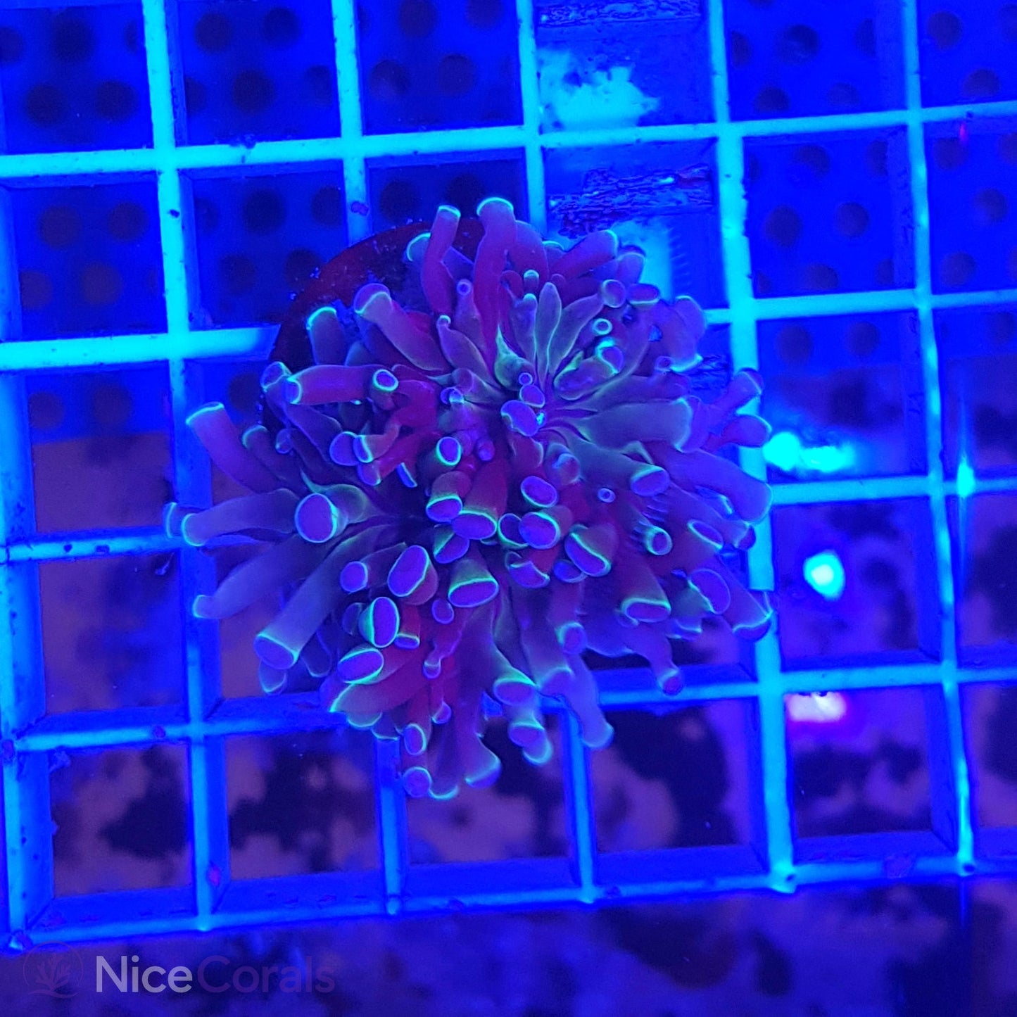 Euphyllia paraancora