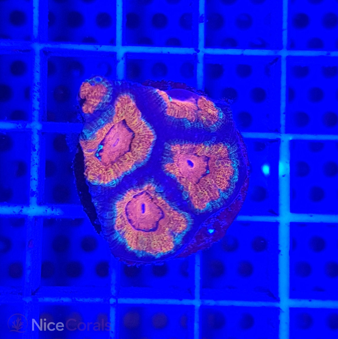 Acanthastrea