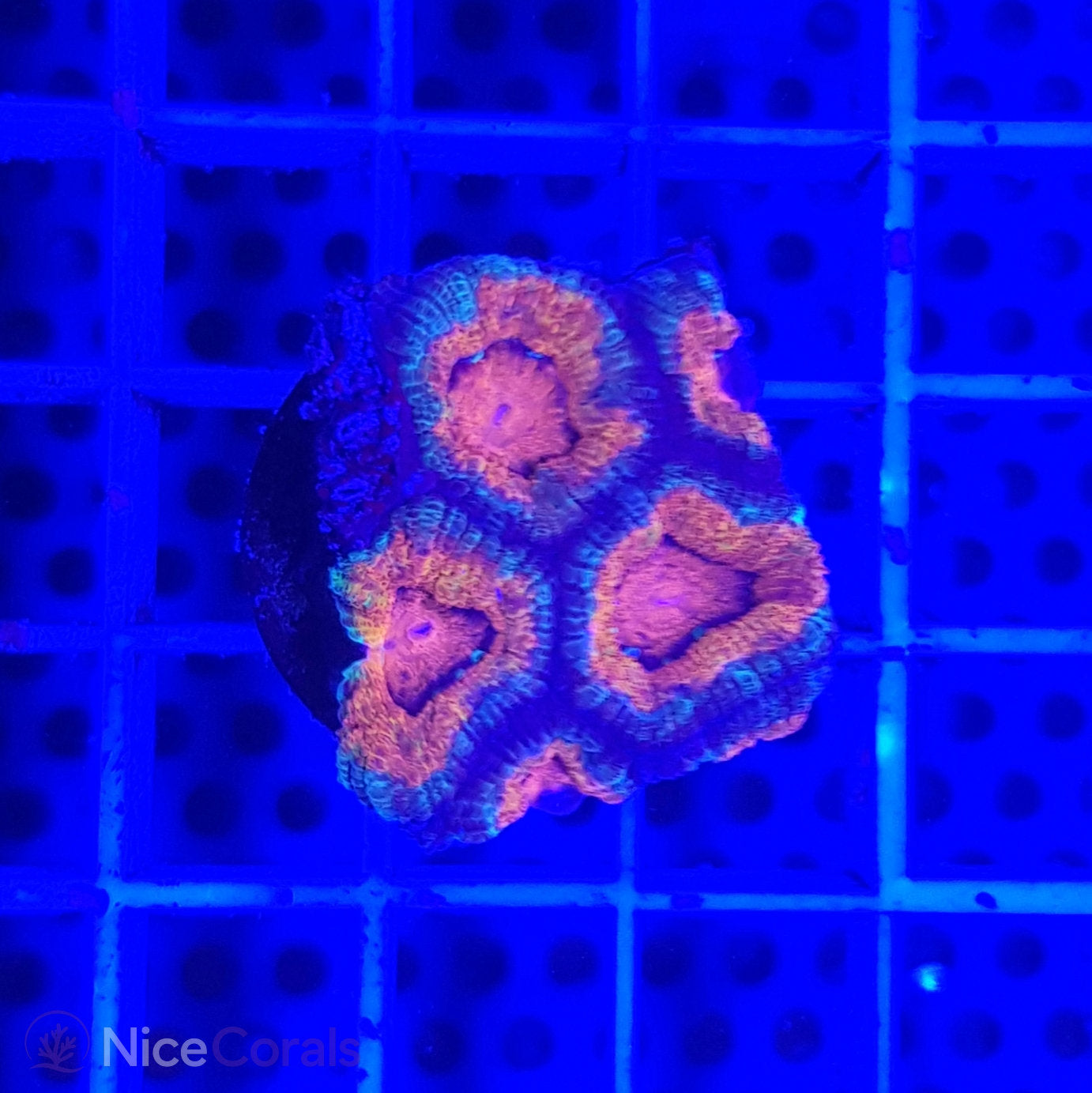 Acanthastrea