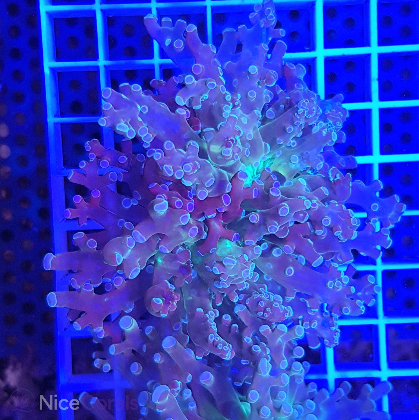 Euphyllia paradivisa