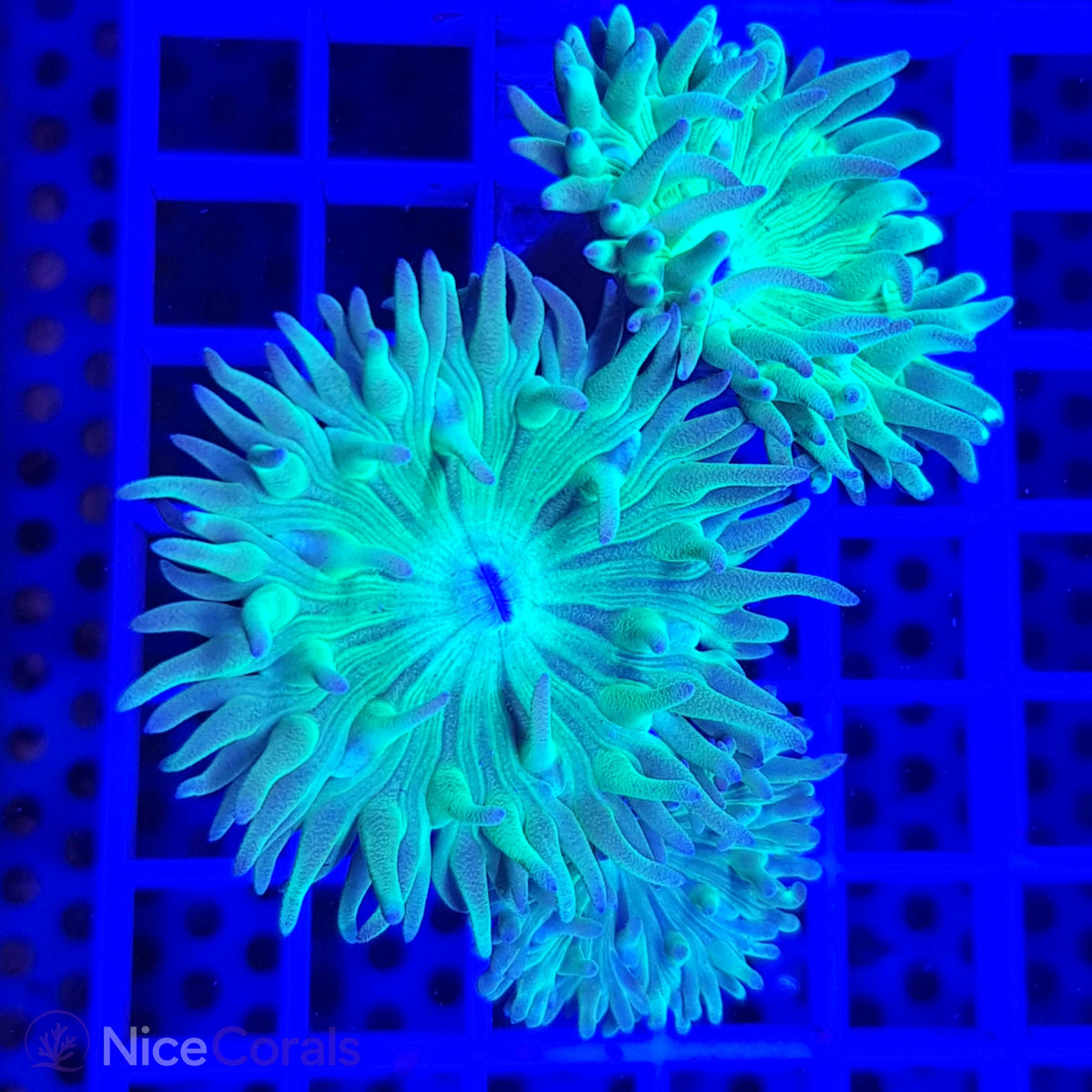 Duncanopsammia