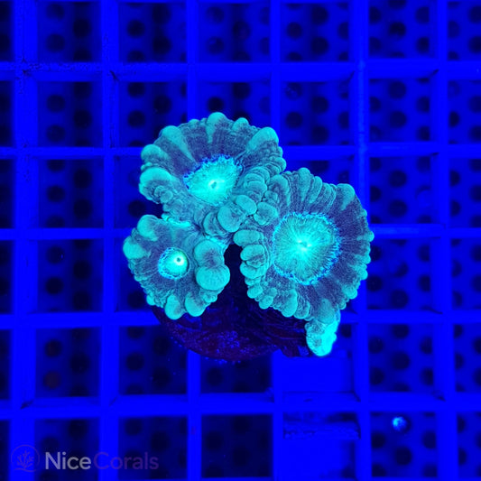 Caulastrea