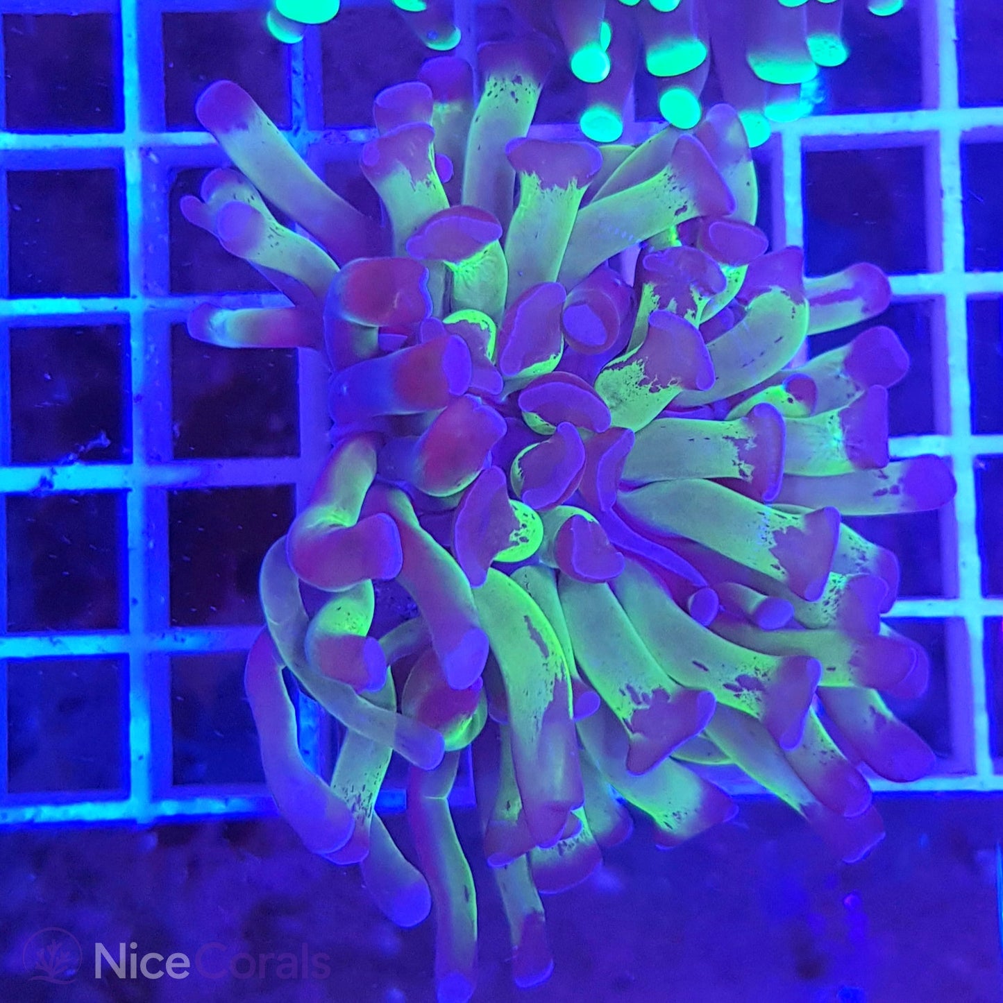 Euphyllia Paraancora