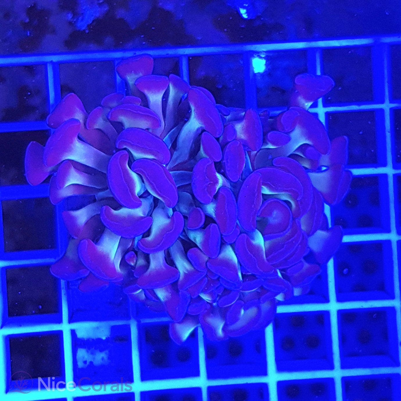 Euphyllia paraancora
