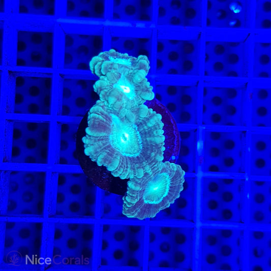 Caulastrea