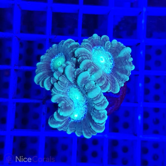 Caulastrea