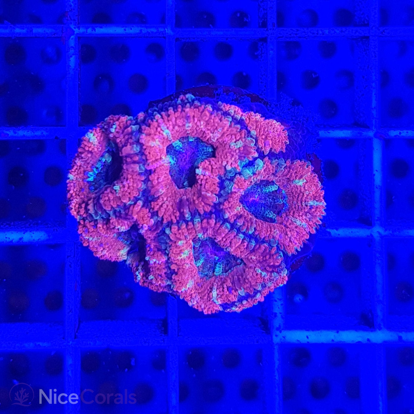 Acanthastrea