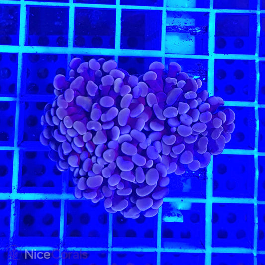 Euphyllia paraancora