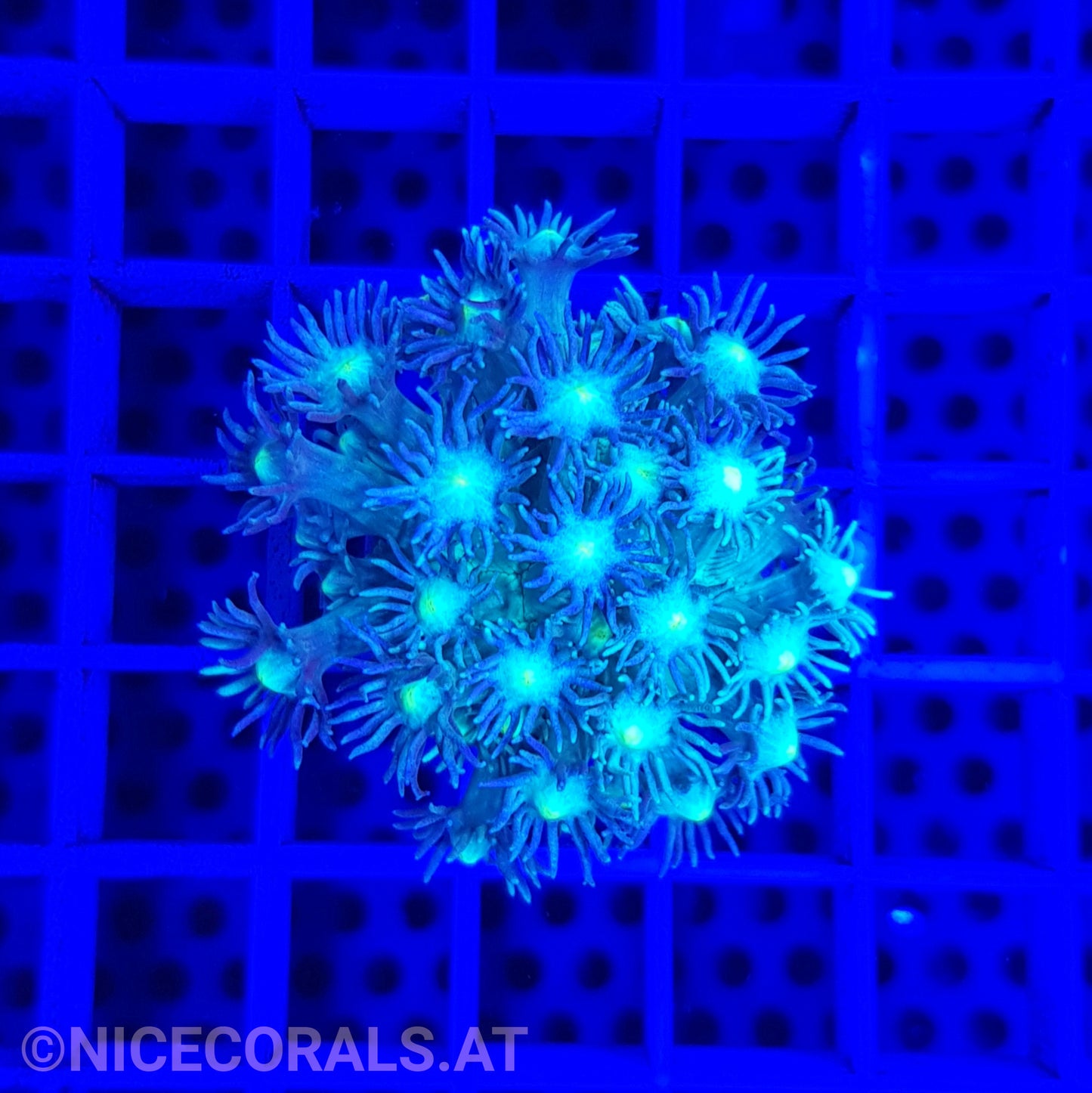 Goniopora