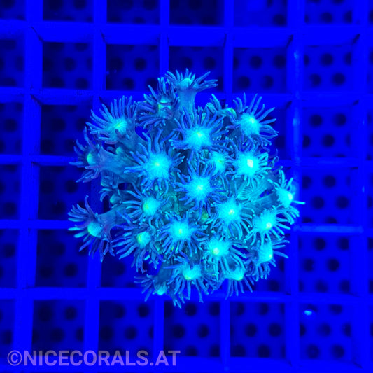 Goniopora