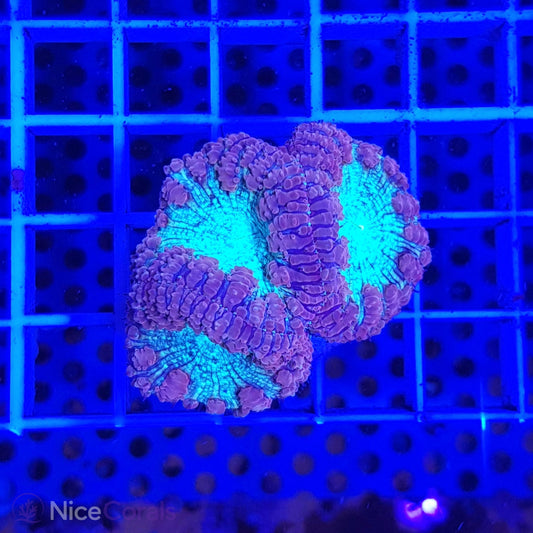 Blastomussa