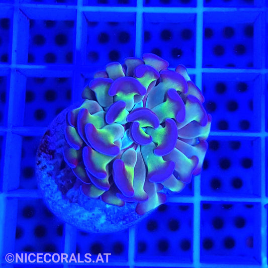 Euphyllia Paraancora