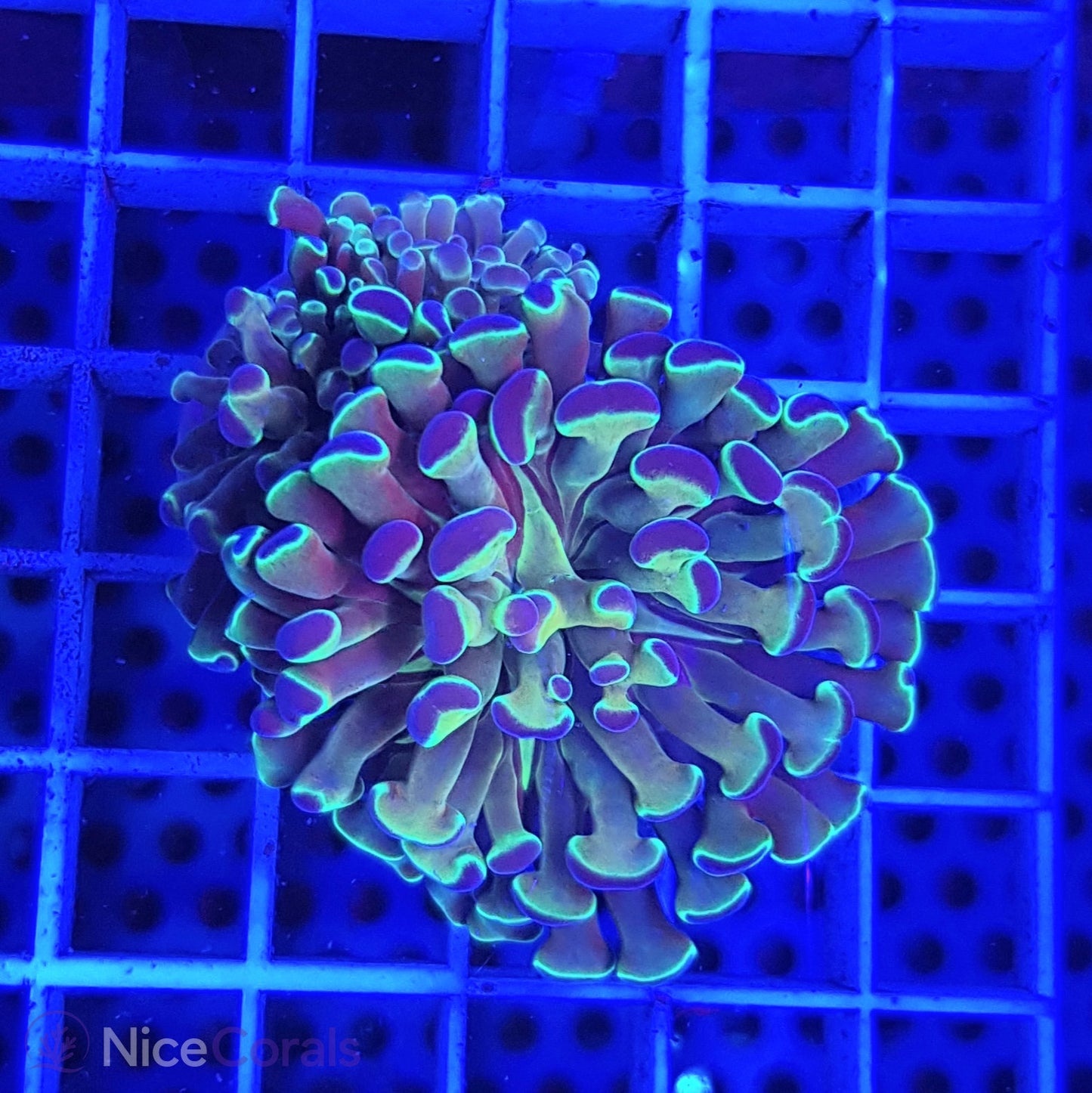Euphyllia paraancora