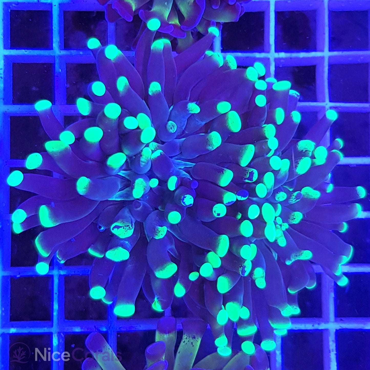 Euphyllia Paraancora