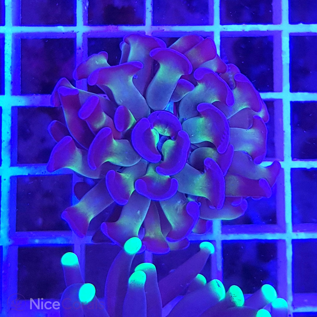 Euphyllia Paraancora