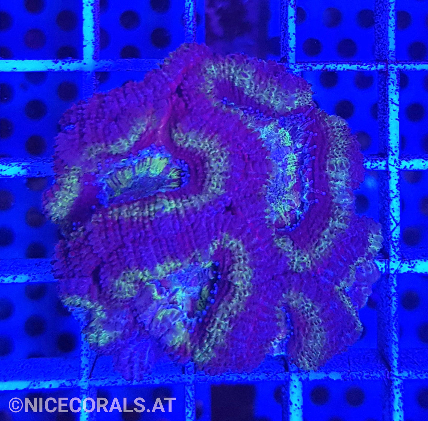 Acanthastrea